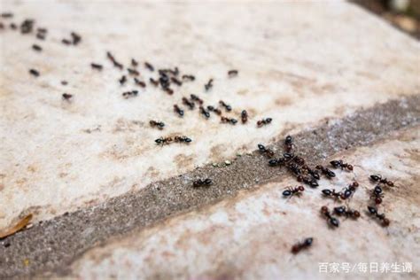 五色水晶順序 家中出現螞蟻